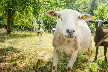 Image showing sheep in the green meadow