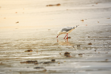 Image showing seagull picking something at the sandy beach in Western Australi