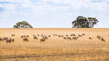 Image showing Flock of sheep in South Australia