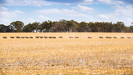 Image showing Flock of sheep in South Australia