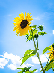 Image showing single sunflower behind grid