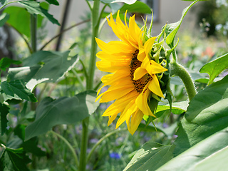 Image showing single sunflower in the garden