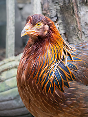 Image showing young hen portrait