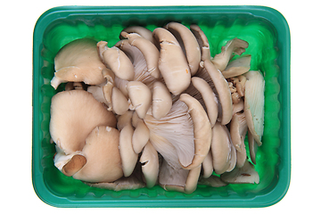 Image showing oyster mushroom isolated 