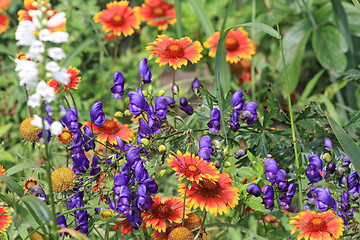 Image showing Summer flowers