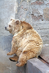 Image showing Sitting bear