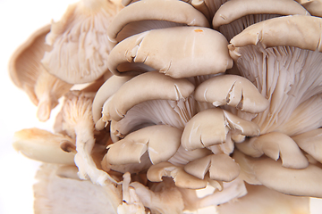 Image showing oyster mushroom isolated 