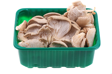 Image showing oyster mushroom isolated 