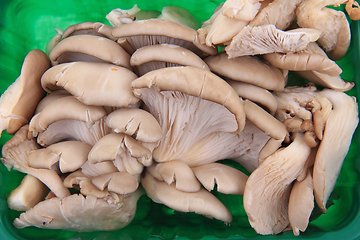 Image showing oyster mushroom background