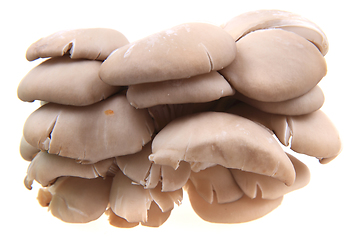 Image showing oyster mushroom isolated 