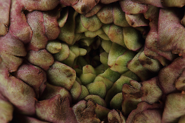 Image showing fresh artichoke texture