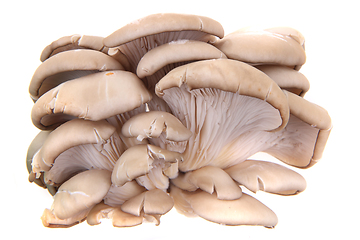 Image showing oyster mushroom isolated 