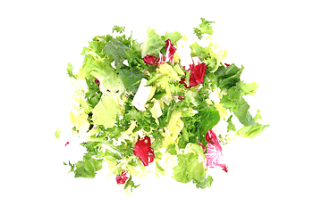 Image showing fresh color lettuce 