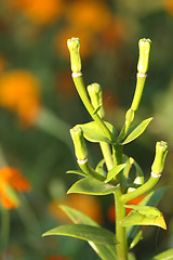 Image showing Plant