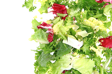 Image showing fresh color lettuce 