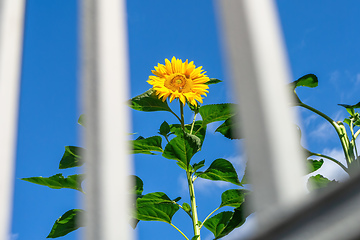 Image showing single sunflower behind grid