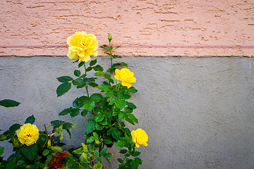 Image showing yellow roses bush at a wall