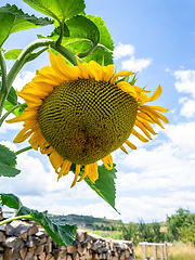Image showing single sunflower blue sky background