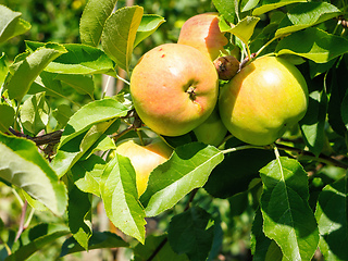 Image showing some fresh apples on a tree