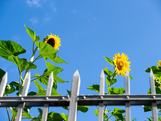 Image showing sunflower behind grid