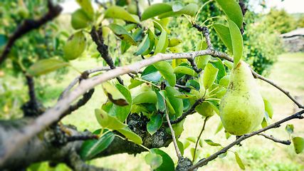 Image showing green pear on a tree