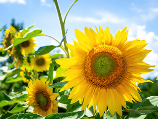 Image showing some sunflowers on a sunny day