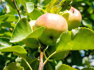 Image showing some fresh apples on a tree