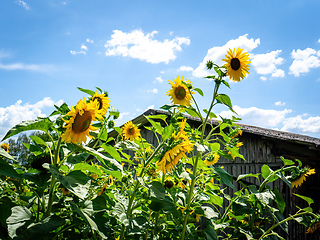 Image showing some sunflowers with a hut