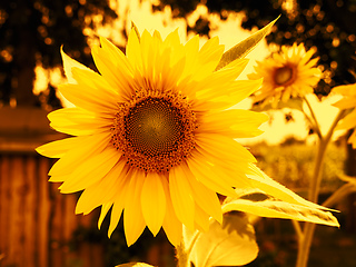 Image showing some sunflowers sunset