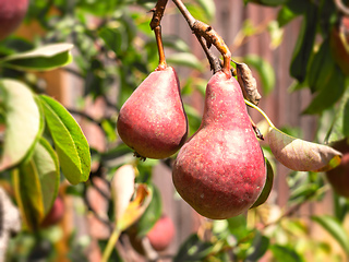 Image showing some red pears on a tree