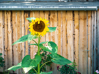 Image showing some sunflowers with a hut