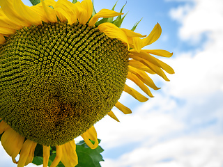 Image showing single sunflower blue sky background