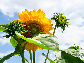 Image showing single sunflower on a sunny day
