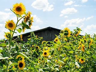 Image showing some sunflowers with a hut