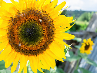 Image showing single sunflower with some bees