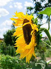 Image showing single sunflower blue sky background