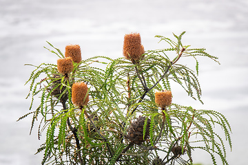 Image showing Banksia prionotes plant in south Australia