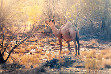 Image showing lonely camel in the australian outback