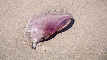 Image showing jelly fish in the sand at the beach south Australia