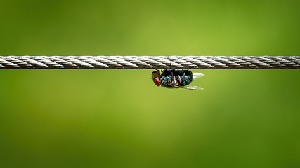 Image showing housefly on a wire