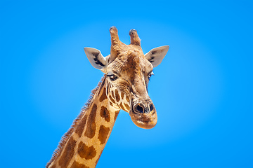 Image showing Giraffe portrait isolated in front of a blue sky