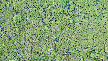 Image showing Springtime wetland in fresh green meadow