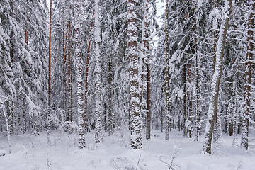 Image showing Wintertime landscape of snowy coniferous tree stand
