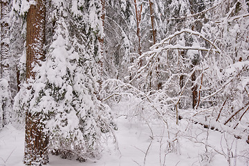 Image showing Wintertime landscape of snowy coniferous tree stand