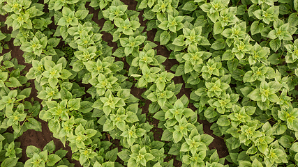 Image showing Rows of young Sunflower from above