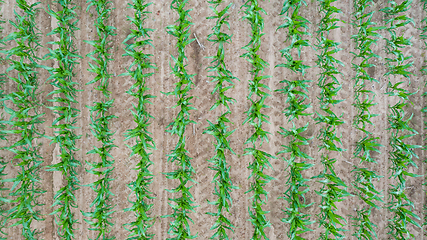 Image showing Rows of young Corn top view