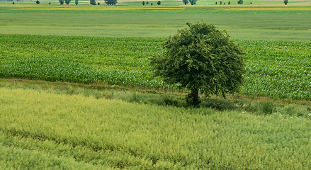 Image showing Rape field with a lonely tree from above