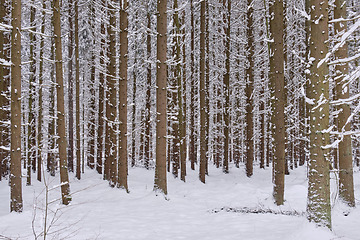 Image showing Wintertime landscape of snowy coniferous tree stand