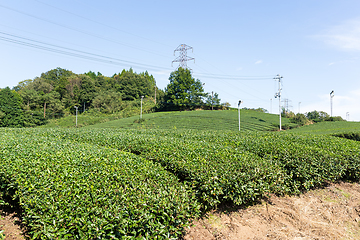 Image showing Green Tea plant