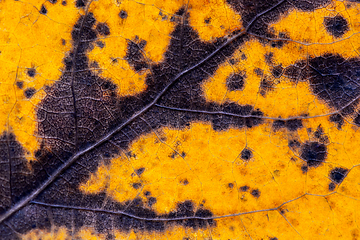 Image showing Detail of old leaf in autumn. Background